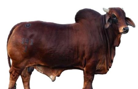 MR CASARAY X RAY 141/1