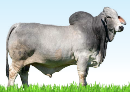 BRC JOHNNY BRAHMAN 299
