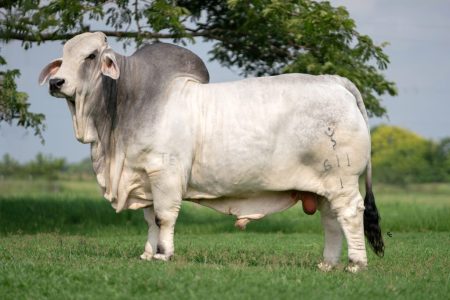 CHAPOPOTE MANDFRED 611/1